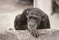 Don't monkey around with your business.